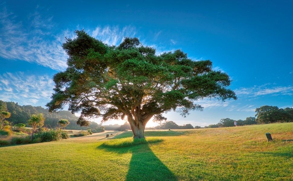 A lone  tōtara (Podocarpus totara) rises from the green grass of the Auckland Botanic Gardens event site backlit by a rising sun and a clear blue sky. The image evokes a feeling of majesty and splendour that illustrates the loveliness of still autumn days at the gardens.