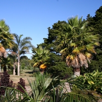 Palm Garden at the Auckland Botanic Gardens