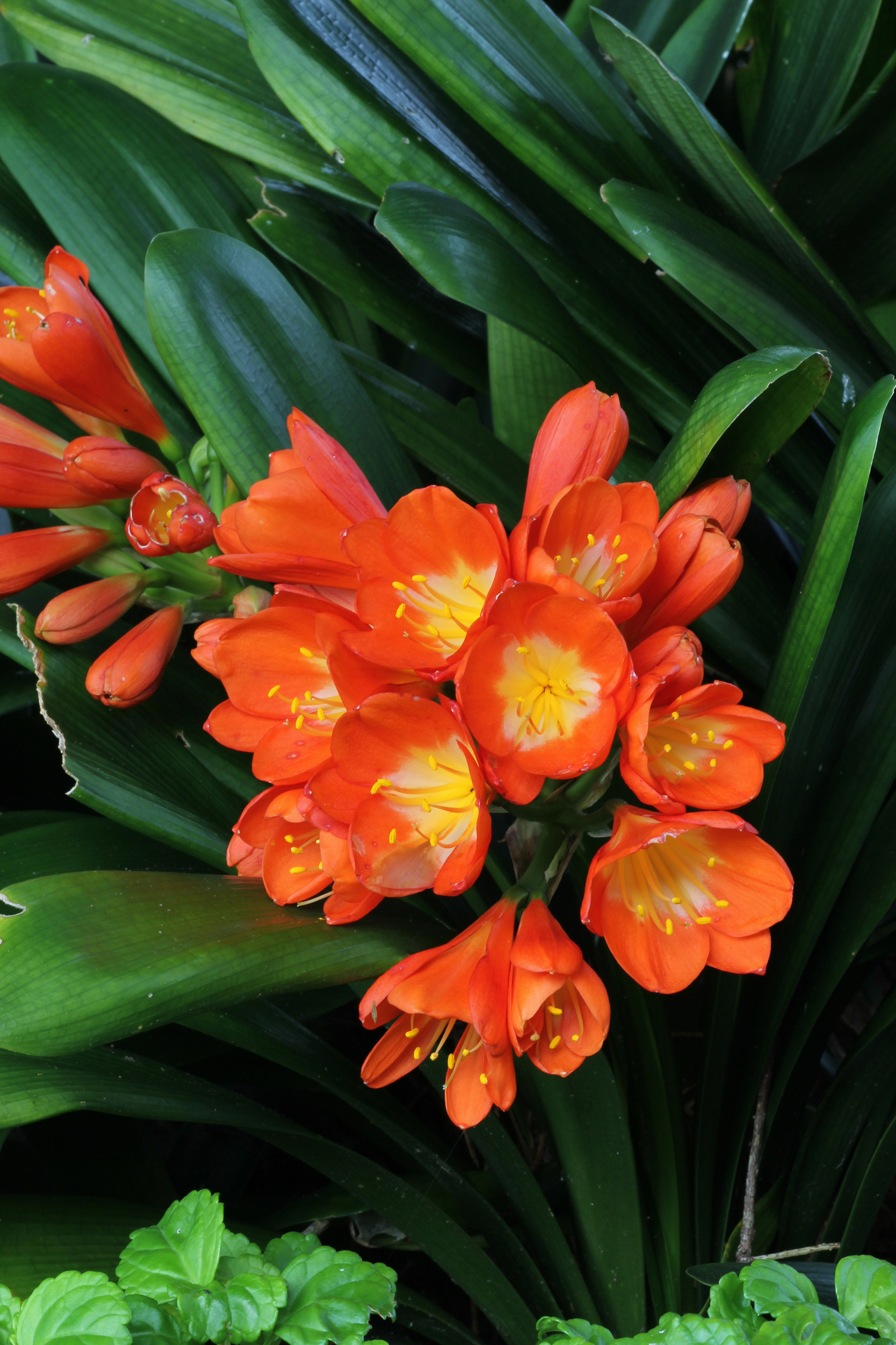 Clivia plant information