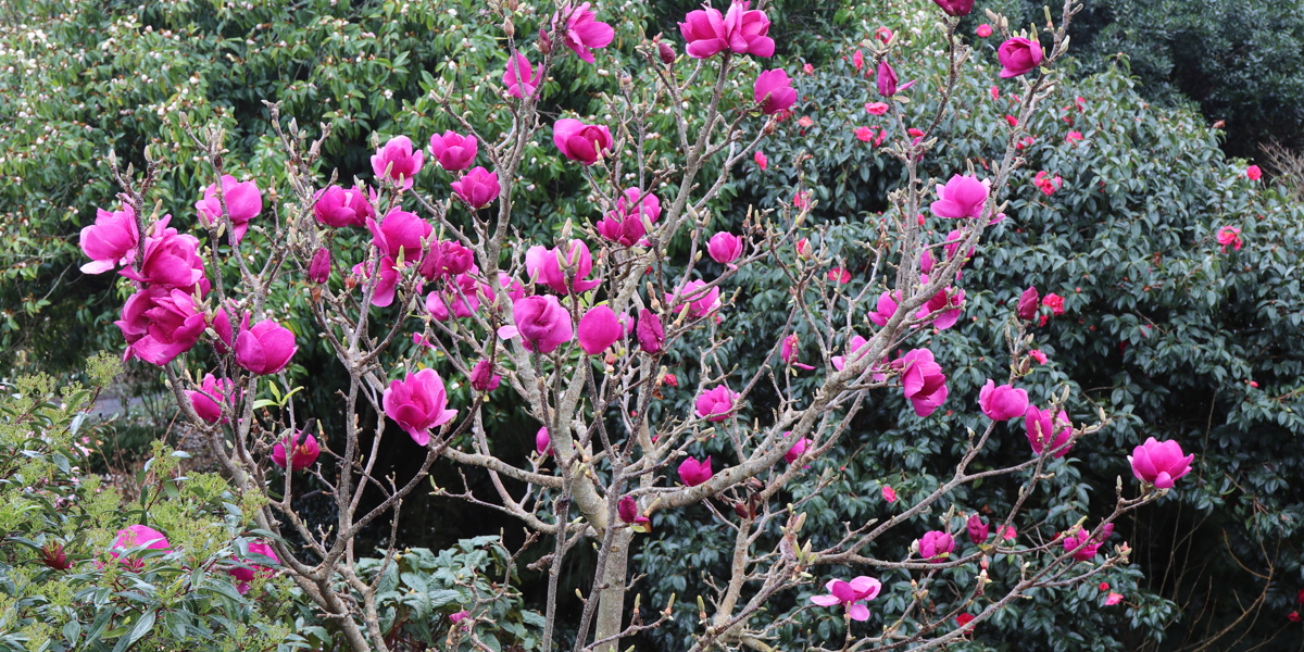 Magnolia 'Cleopatra'