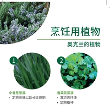 烹饪用植物 Culinery herbs image