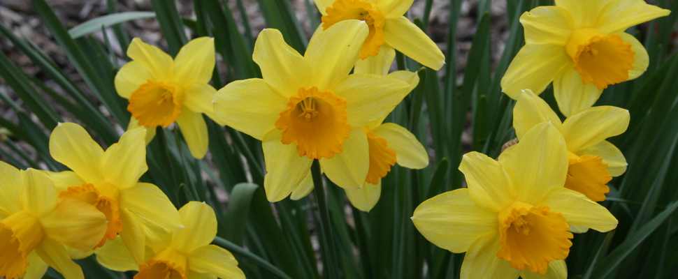 Narcissus in September