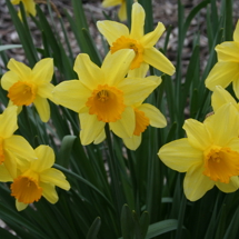 Narcissus in September