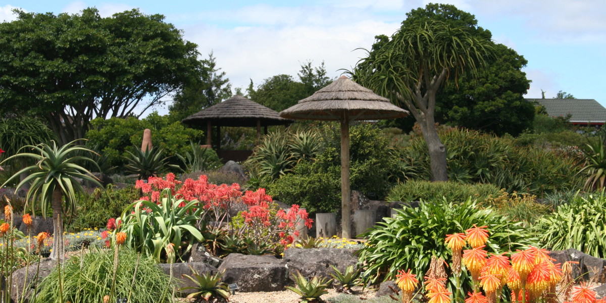 The African is a beautiful and colourful garden in the winter, attracting plenty of silvereye and tui.