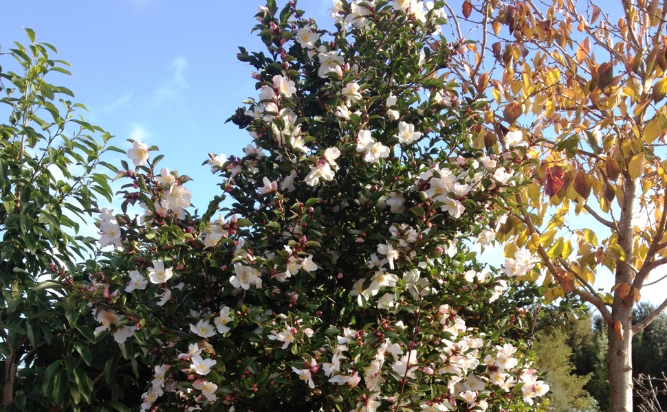 Camellia 'Fairy Blush'