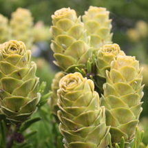 Watch conifer cones develop