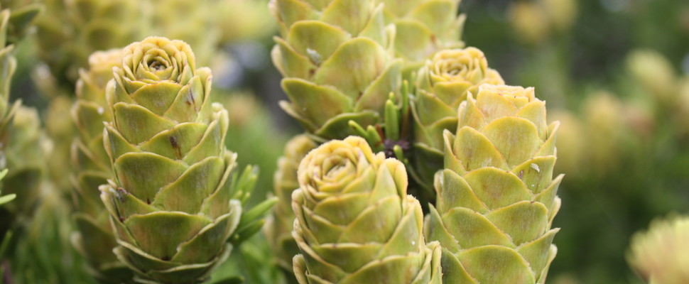 Watch conifer cones develop