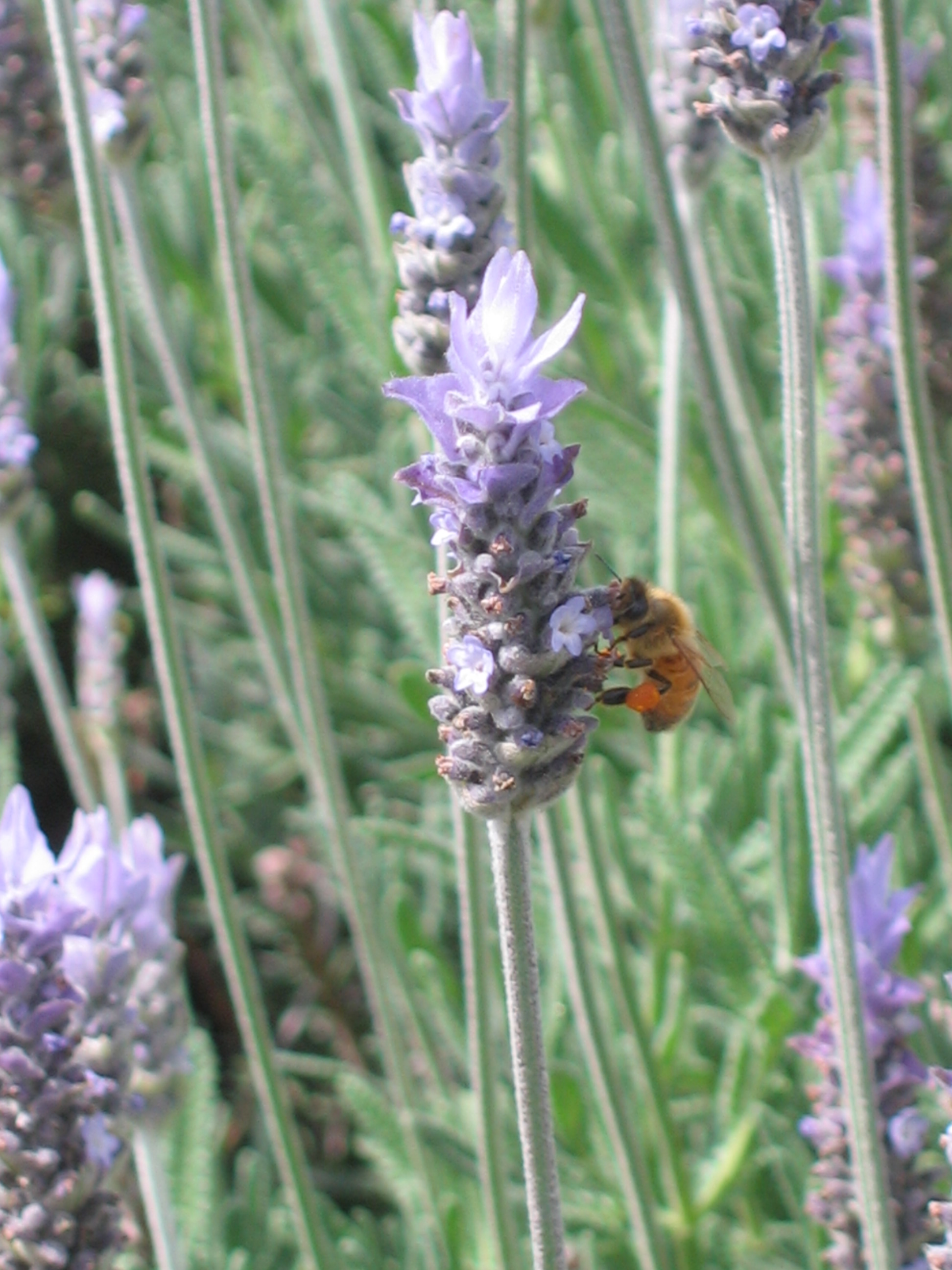 Lavender smell wonderful and are great for attracting pollinators into your garden. 