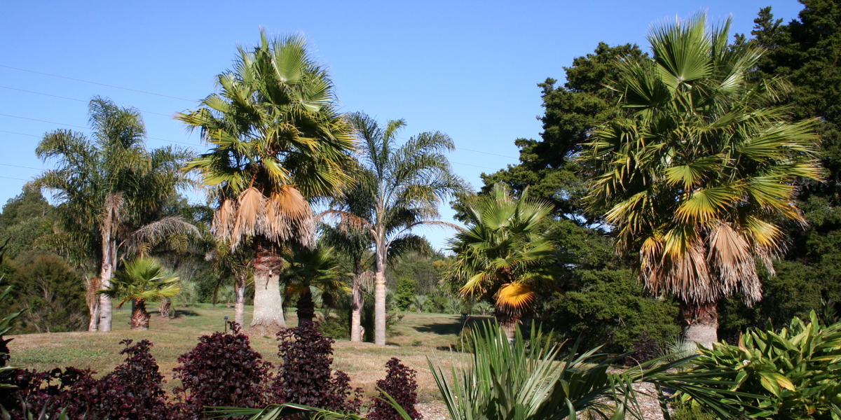 Explore the diversity of palms in our Palm garden