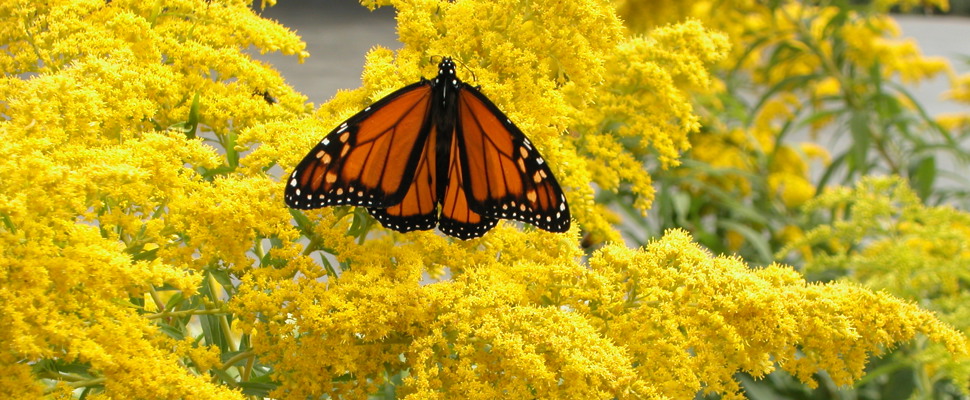 Perennials - Monarch butterfly on Goldenrod at the Auckland Botanic Gardens