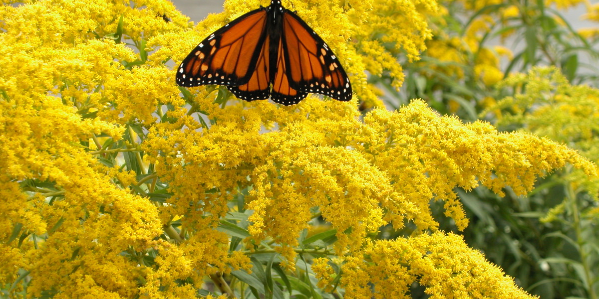 Perennials - Monarch butterfly on Goldenrod at the Auckland Botanic Gardens