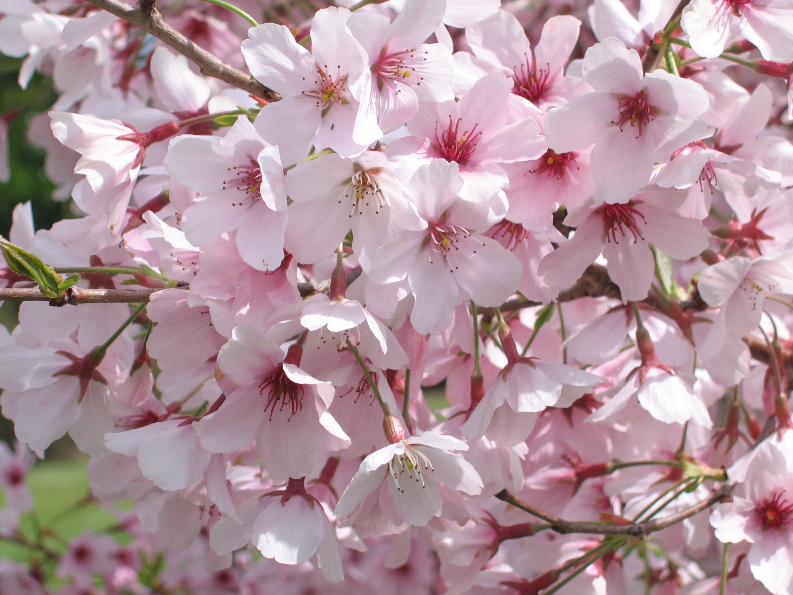 Spring blossom valley - cherry blossom.JPG