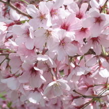 Spring Blossom Valley image