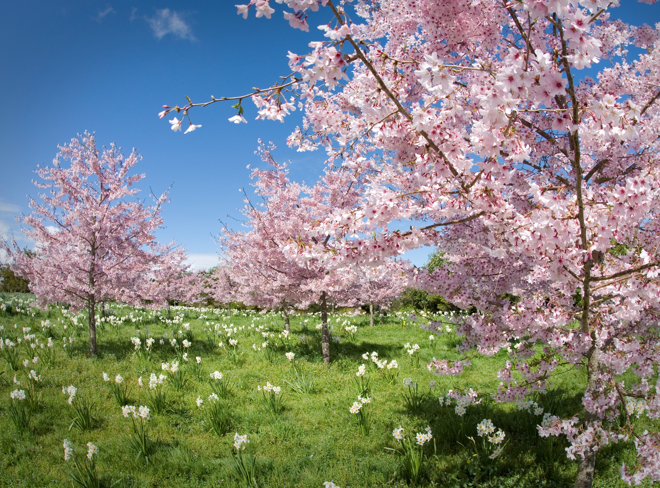 Spring main. Весеннее цветение.. Цветущий весенний сад. Цветение Сакуры.