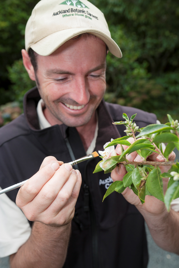 Camellia curator Mark pollinating