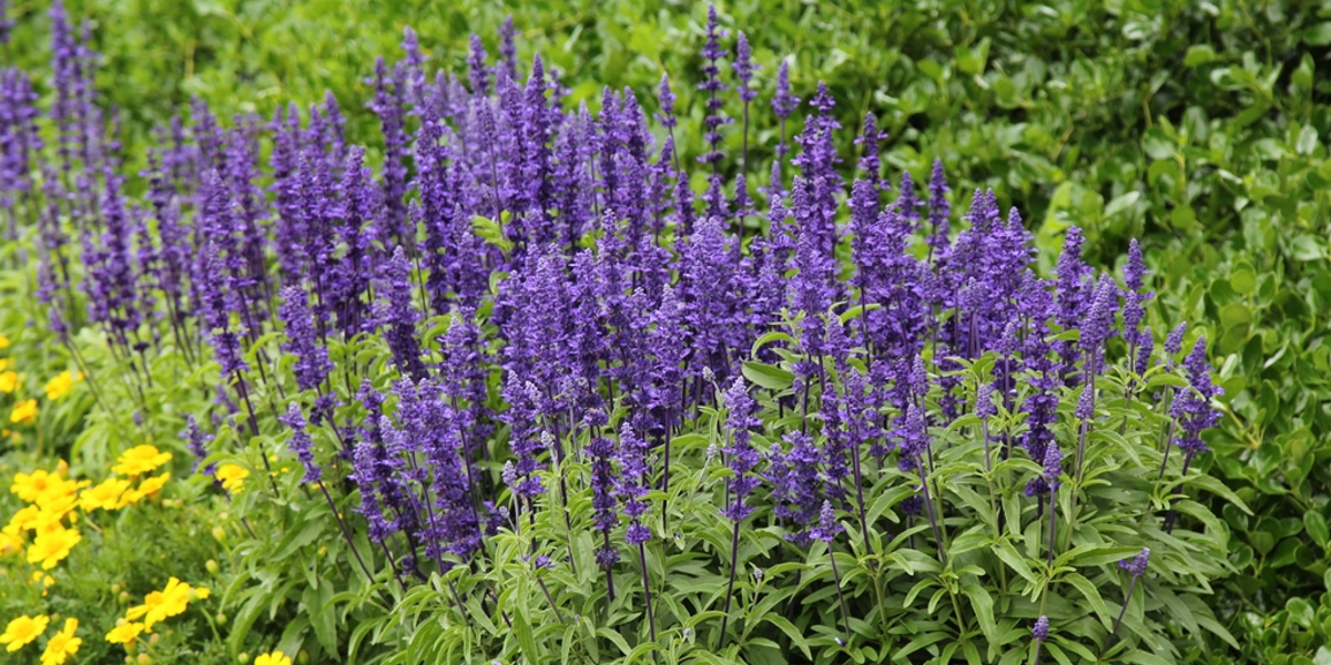 Salvia 'Victoria'