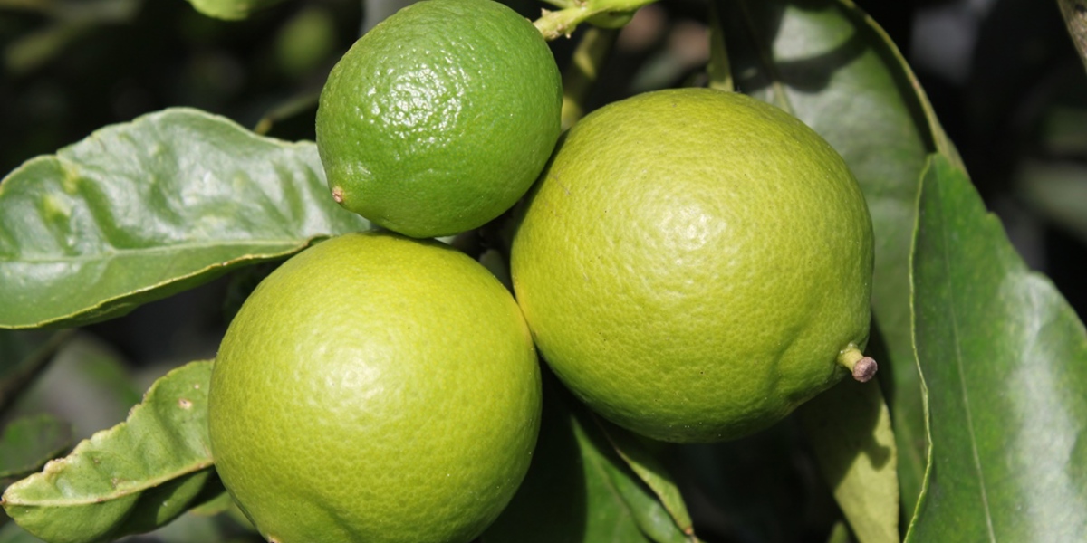 Citrus aurantiifolia 'Bearrs'