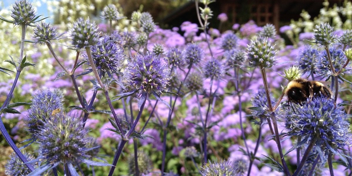 Perennials - Eryngium