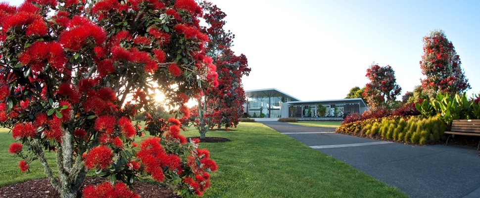 The midsummer morning sun peeks through the glorious bright crimson blooms of a line of young pohutukawa in full flower. A concrete path runs alongside the trees to the Auckland Botanic Gardens visitor centre.