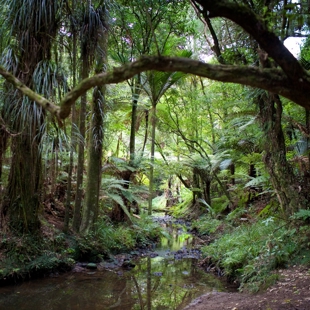 Puhinui stream clean up image