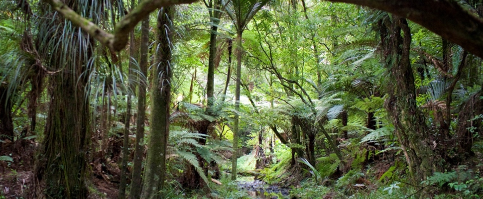 A rich green view of native forest with a cool, slow moving stream running through the middle of the image. In the foreground treeferns covered with the sharp sword like leaves of epiphytes cast a deep shadow on the stream and forest floor. In the middle and top of the image sunlight enters the forest illuminating the canopy in an array of lighter greens. The effect of the whole is an oasis of cool on a hot summer's day.