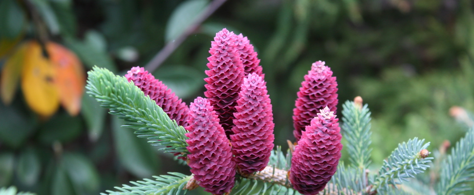 Picea likiangensis