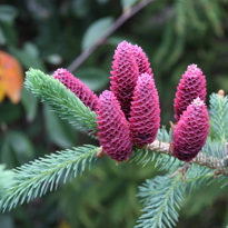 Conifer Gardenimage