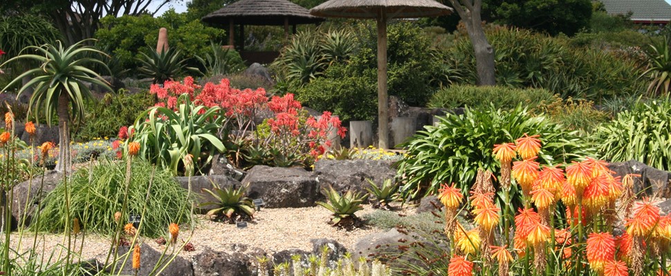 African Garden at Auckland Botanic Gardens
