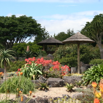 African Plants Gardenimage