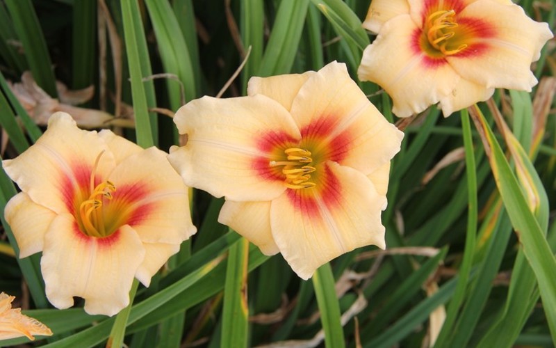 Fig 7. Hemerocallis 'Pandora's Box'