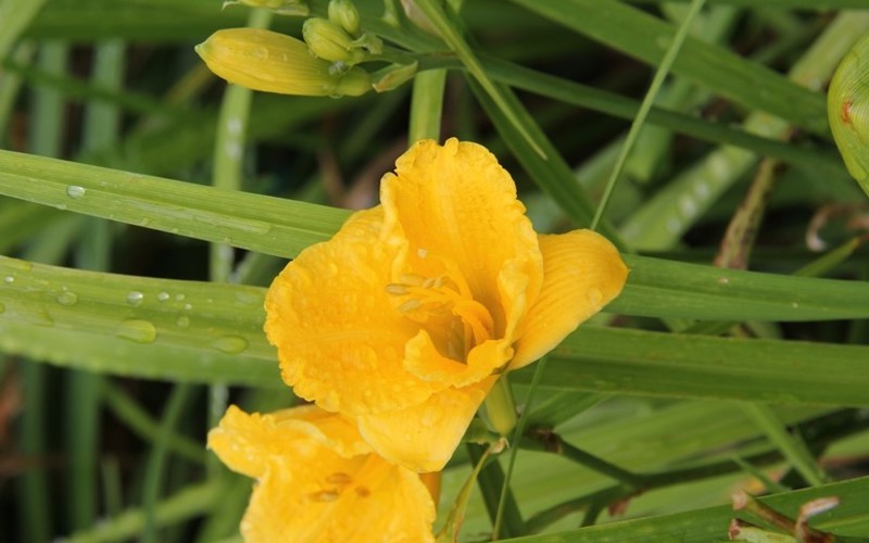 Fig 9. Hemerocallis 'Squeaky'