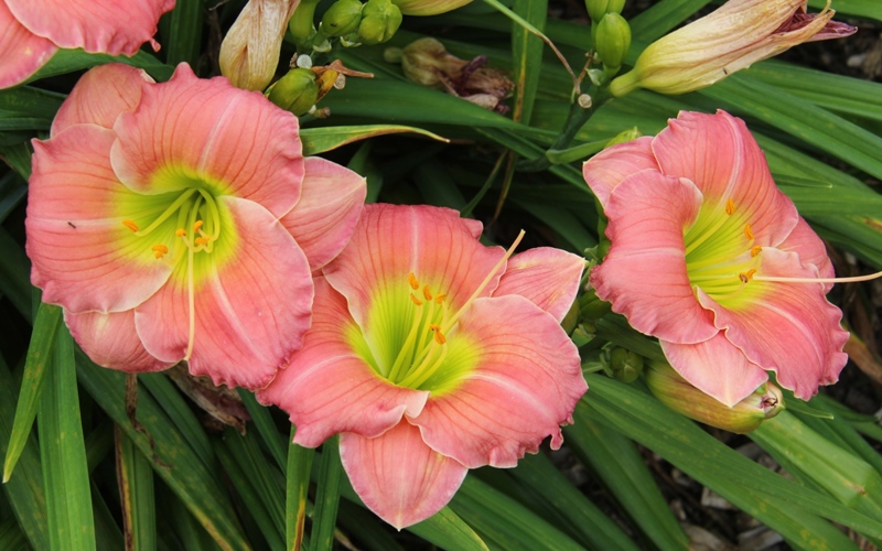 Fig 8. Hemerocallis 'Rose Emily'