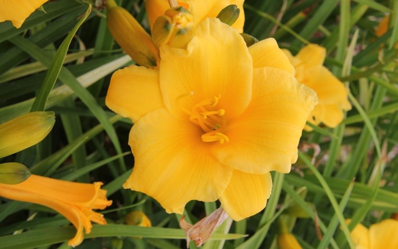 Fig 10. Hemerocallis 'Stella d'Oro'