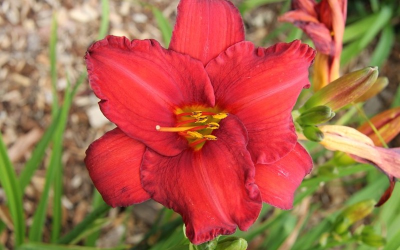 Fig 2. Hemerocallis 'Chicago Apache'