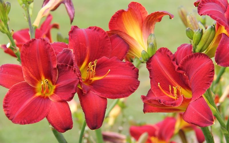 Fig 1. Hemerocallis 'Cade Stewart'