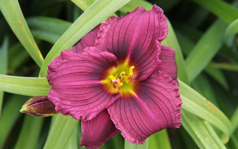 Fig 4. Hemerocallis 'Little Grapette'