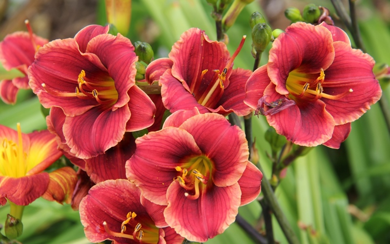 Fig 3. Hemerocallis 'Dancing Dwarf'