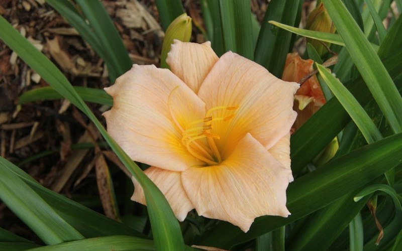 Fig 5. Hemerocallis 'Mini Pearl'