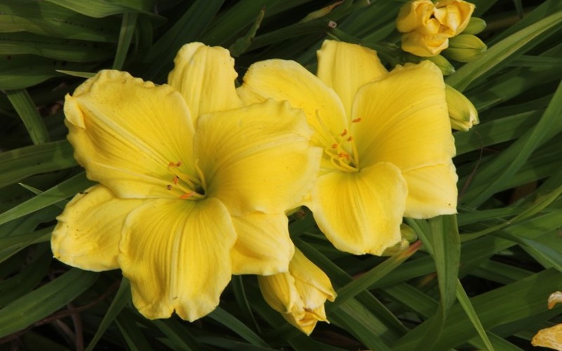 Fig 6. Hemerocallis 'Moon Goddess'