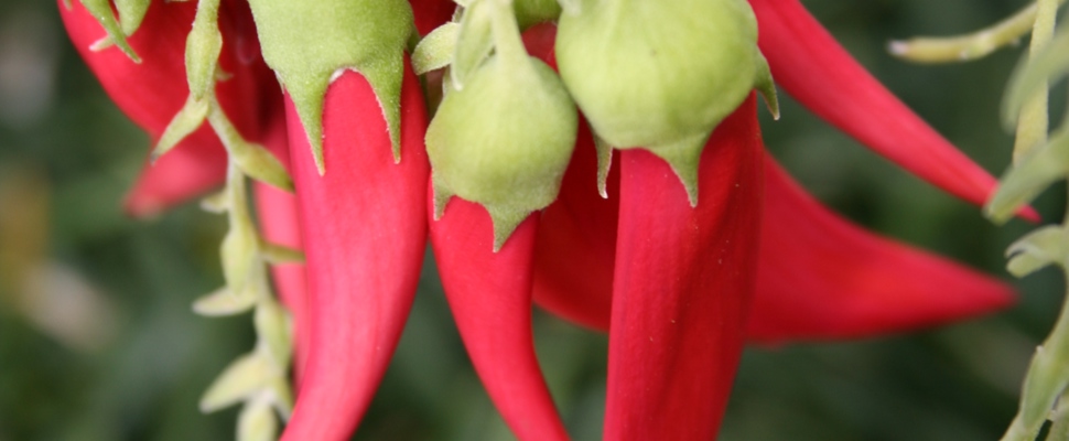 Clianthus puniceus, kakabeak