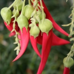 Clianthus puniceus, kakabeak