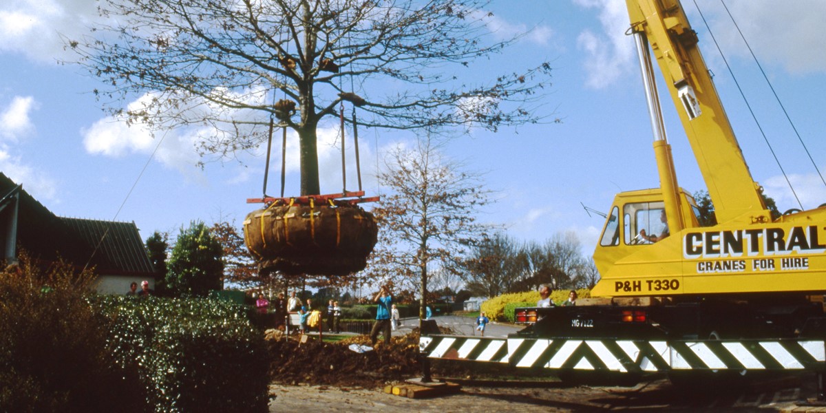 1991. Tree transplant.