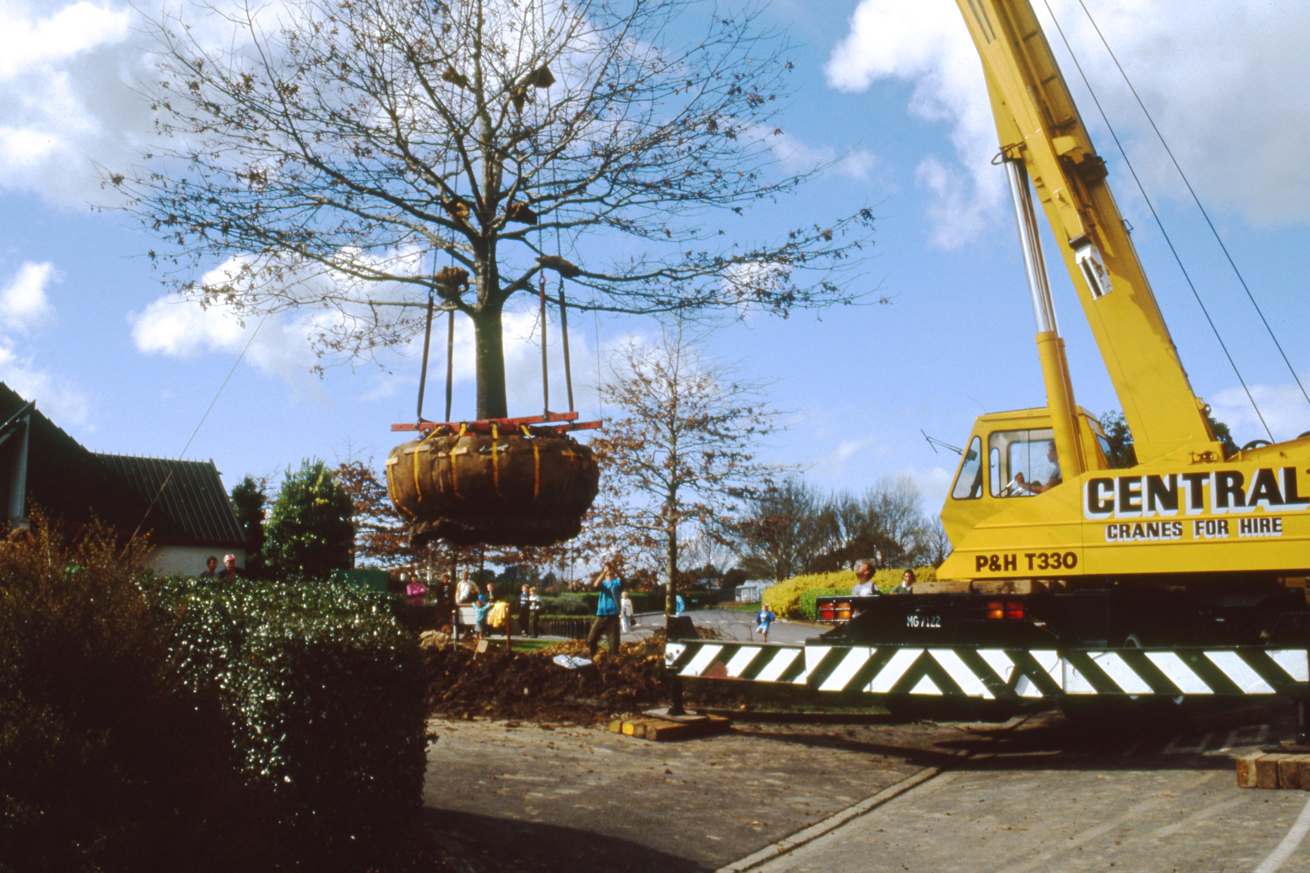 1991. Tree transplant.