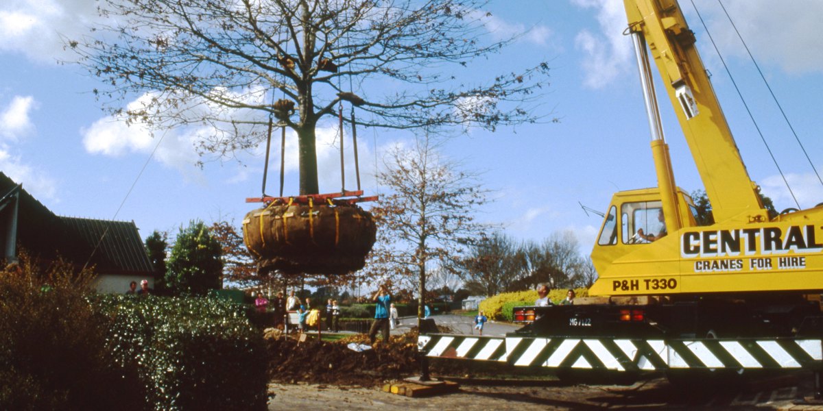 1991. Tree transplant.