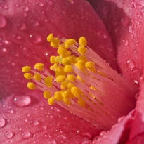 Camellia Gardenimage