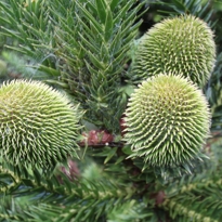 GONDWANA ARBORETUM Araucaria luxurians at Auckland Botanic Gardens