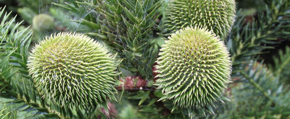 GONDWANA ARBORETUM Araucaria luxurians at Auckland Botanic Gardens