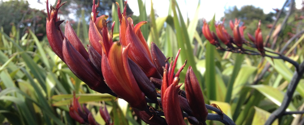 Harakeke collection paoa at the Auckland Botanic Gardens