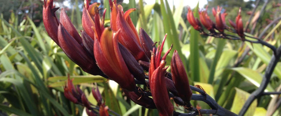 Harakeke collection paoa at the Auckland Botanic Gardens