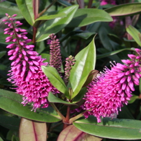 Native Plant Ideasimage
